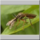 Dioctria rufipes - Raubfliege 04.jpg